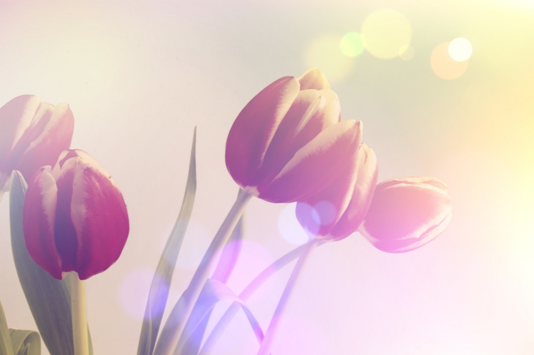 Tulips with retro styled effect