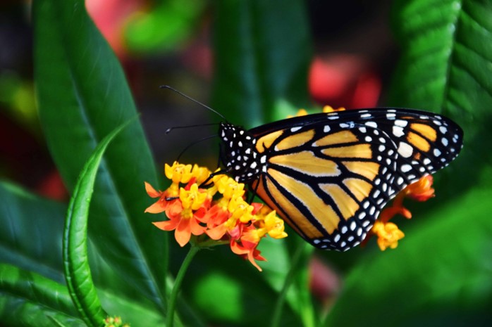 motyl